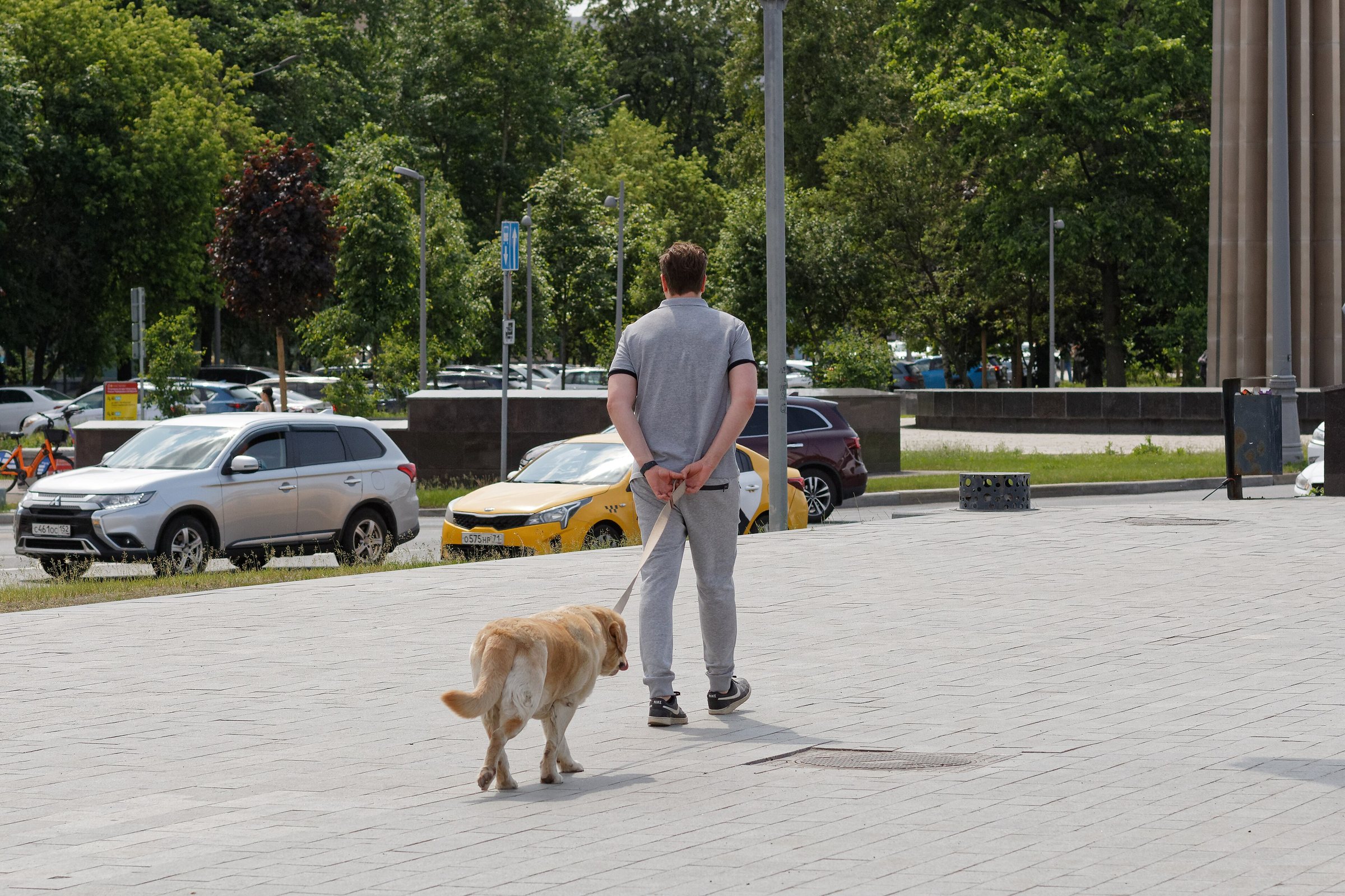 A man in a grey shirt walks a golden retriever across a paved square, parked cars and trees behind.